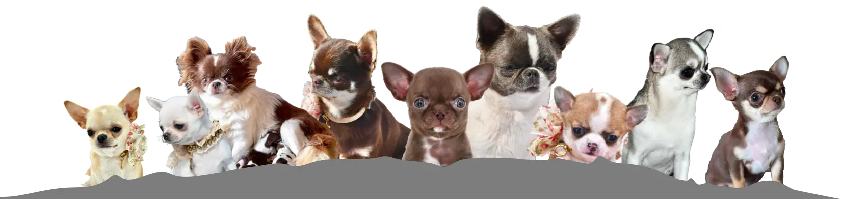 chiots-chihuahua-pattounes-douces-anthracite